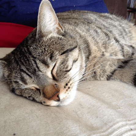 Petite_aventure_chat