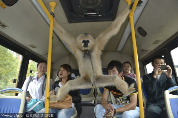 Les-petites-aventures-singe-ligne-9-Paris